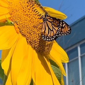 Meet your Posher, Kristen